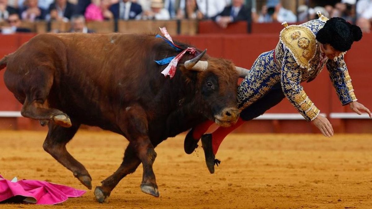 Le taureau en train d'encorner le torero Morante de la Puebla
