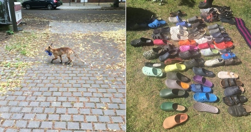 À Berlin, un renard cleptomane retrouvé avec une centaine de chaussures dans sa cachette