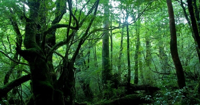 Plongez dans la forêt tropicale de Yakushima, l'une des plus envoûtantes du monde