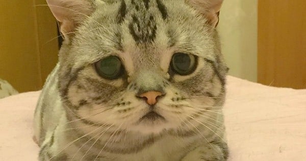 Voici Luhu, le chat le plus triste du monde : impossible de le gronder, il est adorable !