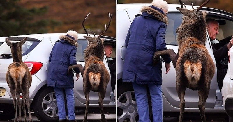 Un photographe immortalise le geste tendre d'un cerf posant sa patte sur le bras d'une femme