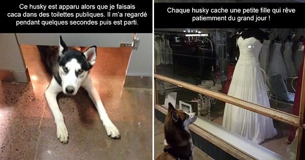 15 photos qui prouvent que les huskys sont les meilleurs compagnons du monde !