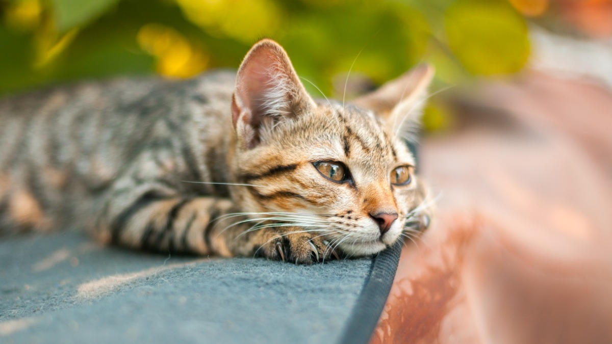 Voici pourquoi vous devriez détester les chats, selon les scientifiques