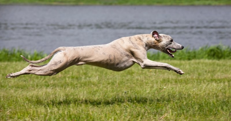 Top 15 des chiens à poils courts 