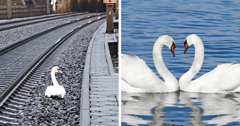 En Allemagne, un cygne en deuil retarde une vingtaine de trains