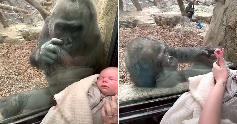 La vidéo de cette maman gorille en train de montrer son bébé à une mère accompagnée de son nouveau-né est fascinante