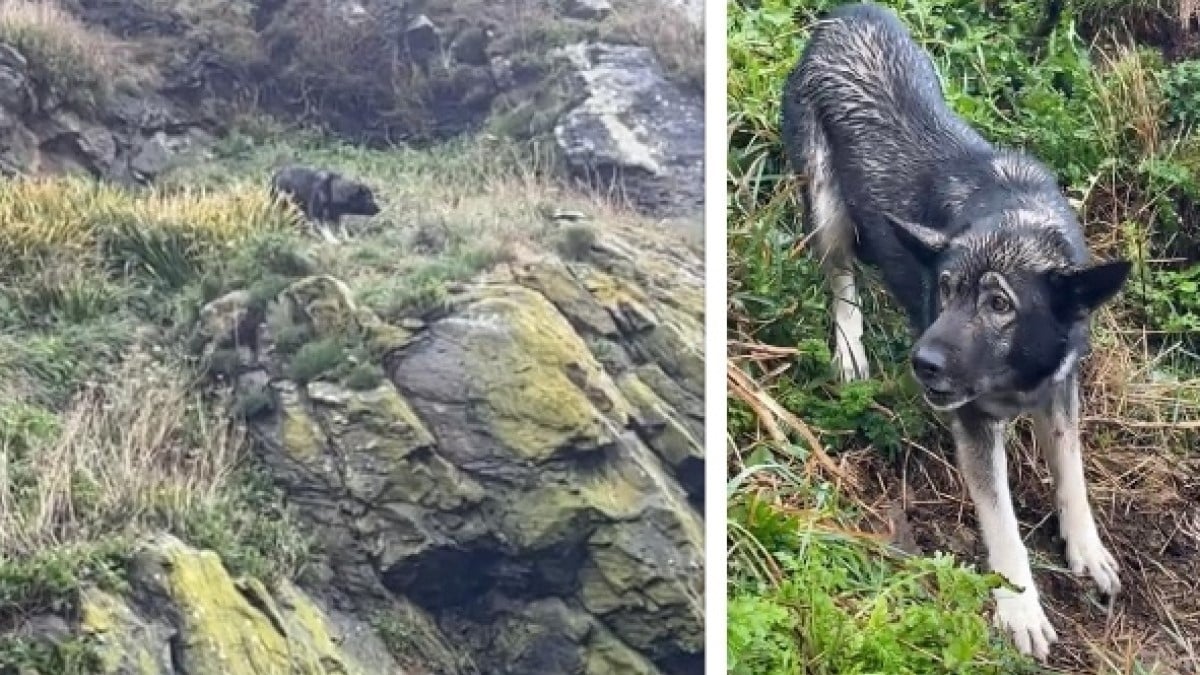 En pleine tempête, il descend en rappel pour sauver une chienne bloquée sur une falaise et l'adopte