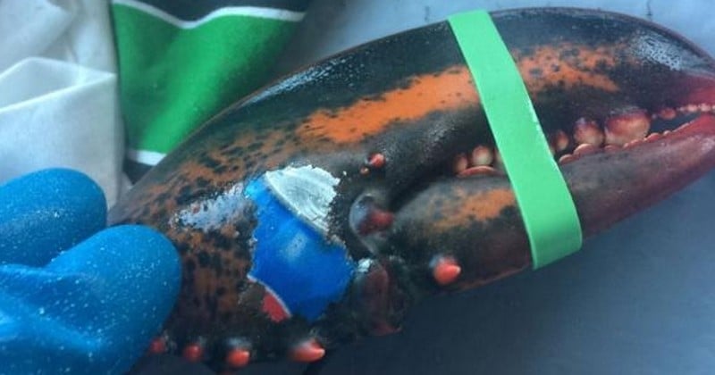 Au large du Canada, un homard retrouvé avec un morceau de déchet « tatoué » sur la pince
