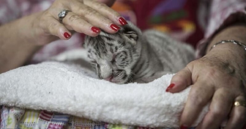 Une tigresse blanche très rare est née dans un zoo du Nicaragua