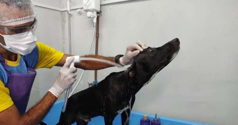 Ce chien errant blessé s'est faufilé dans une clinique vétérinaire pour se faire soigner