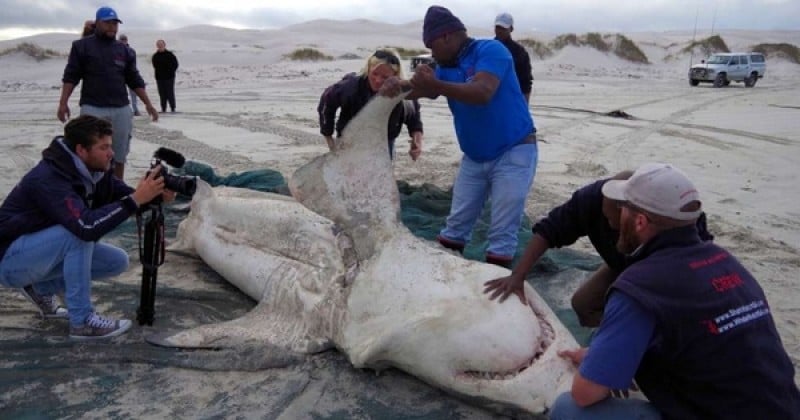 En Afrique du Sud, de grands requins blancs sont retrouvés morts sur les plages, chirurgicalement découpés... Et le mystère reste entier !	