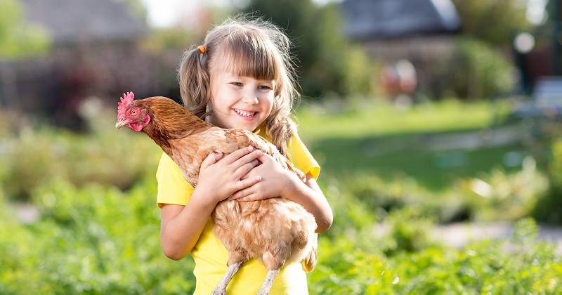 Des opérations « sauvetage de poules » menées dans toute la France pour éviter l'abattage aux gallinacés