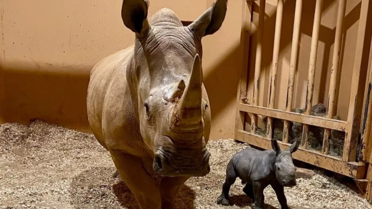 Un petit rhinocéros blanc est né dans un zoo américain, une excellente nouvelle pour cette espèce menacée