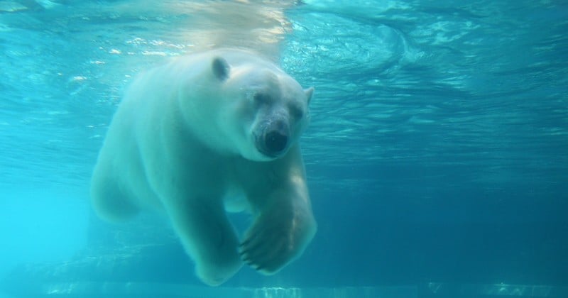 Zoo d'Amnéville : le cadavre d'Olaf, un ours polaire, aurait été tronçonné après avoir été refusé à la déchetterie