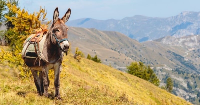 Ce retraité se promène tous les jours avec son animal de compagnie qui n'est autre... qu'un âne