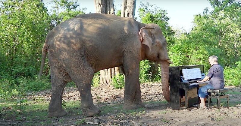 Thaïlande : il joue du piano pour les éléphants sauvés de l'exploitation forestière