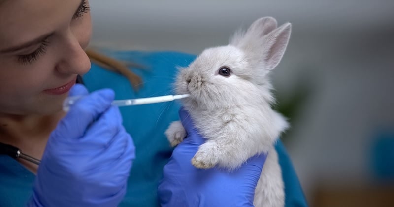 Territoire-de-Belfort : un lapin maltraité par son propriétaire est en soins intensifs après avoir été défenestré