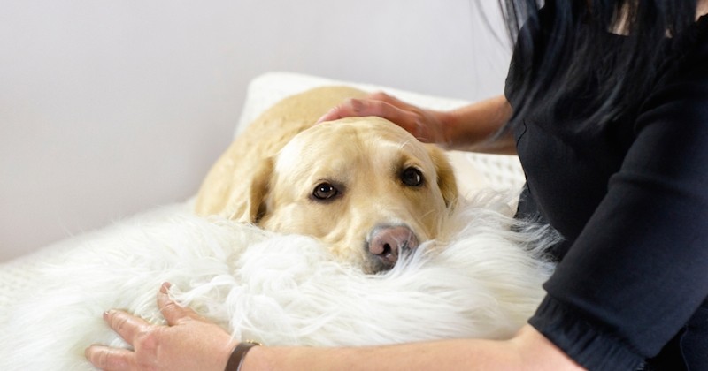 5 conseils pour prendre soin d'un chien