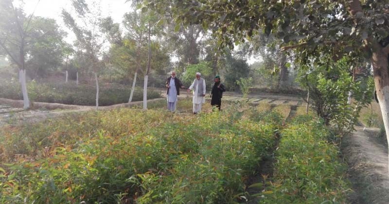 Au Pakistan, un milliard d'arbres replantés pour lutter contre l'érosion des sols et le réchauffement climatique