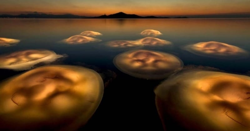 Cette photo de méduses brillantes a remporté le premier prix du Concours de photographie animalière 2021