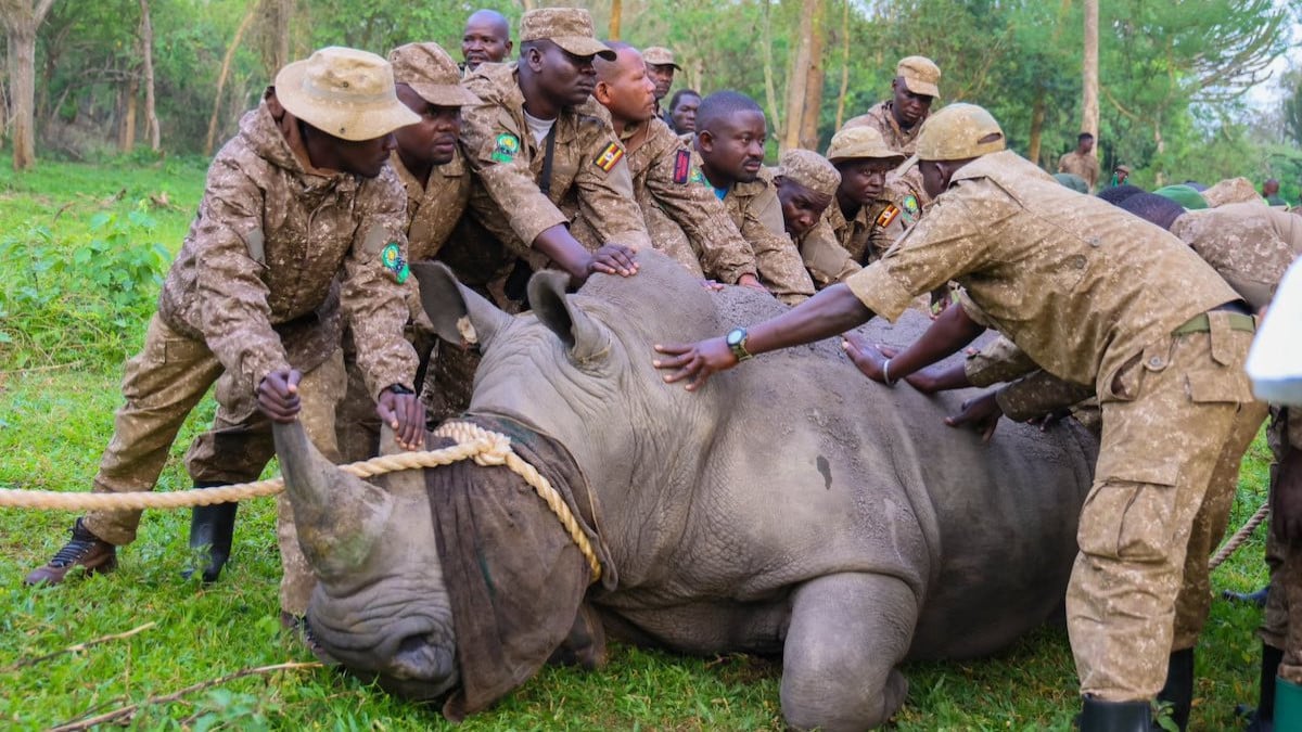 L'un des rhinocéros blancs réintroduits dans la nature 