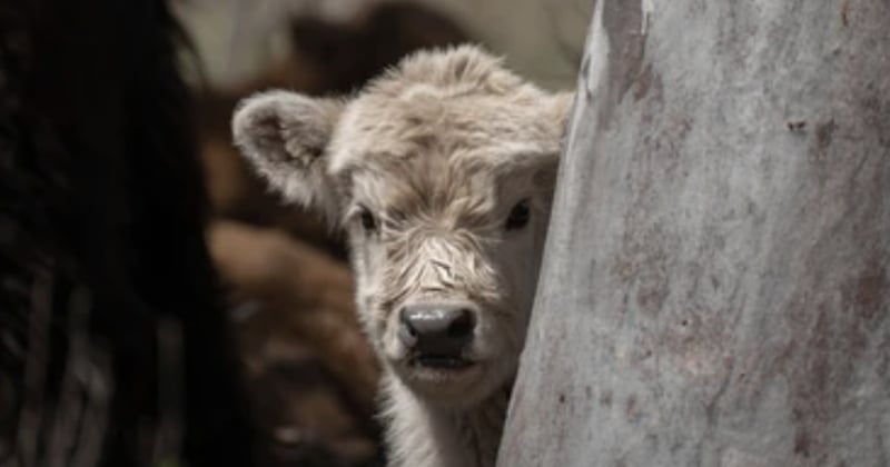 États-Unis, un bison blanc est né dans un parc naturel, un événement rarissime !