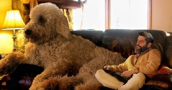 Photoshopé par son maître, ce chien géant va vous redonner le sourire pour de bon, avec ces 15 photos hilarantes