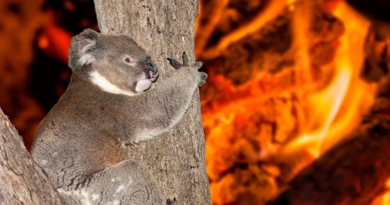 Trois milliards d'animaux ont été touchés par les incendies en Australie