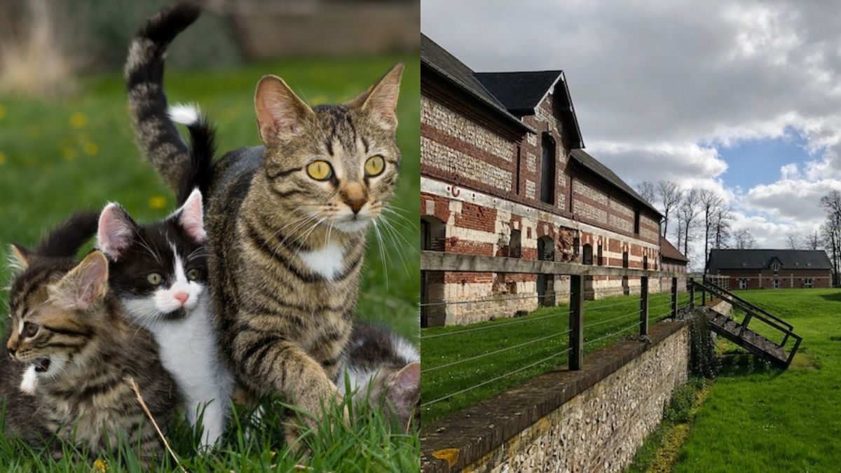 Amoureuses des animaux, elles achètent un gigantesque manoir pour l'offrir... aux chats