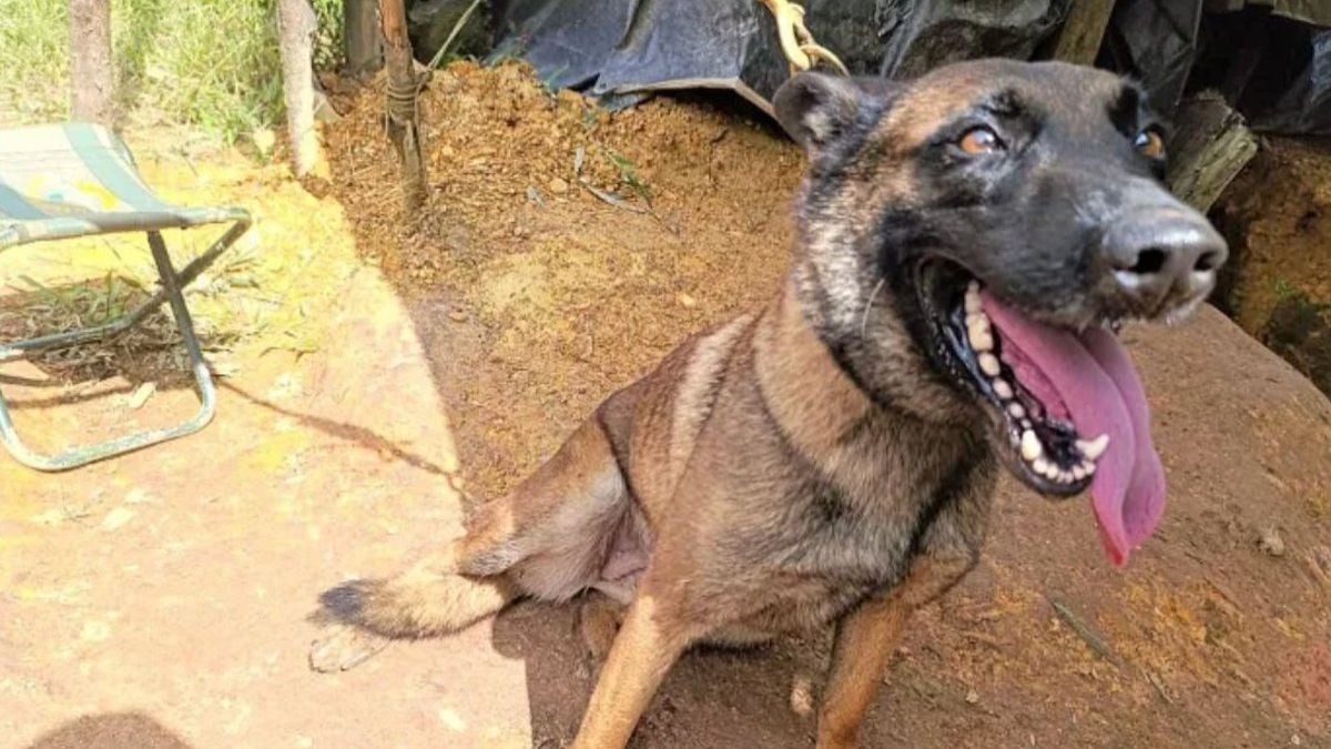 Sansón le chien renifleur 