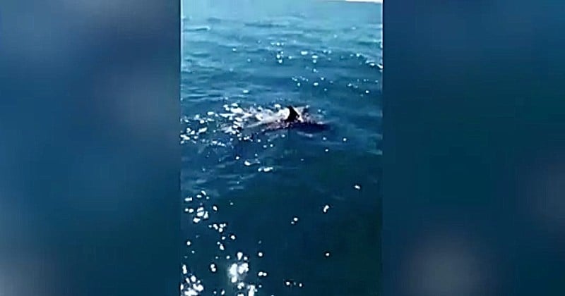Vidéo : un pêcheur mauricien filme une femelle dauphin en train d'essayer de sauver son bébé agonisant à cause de la marée noire