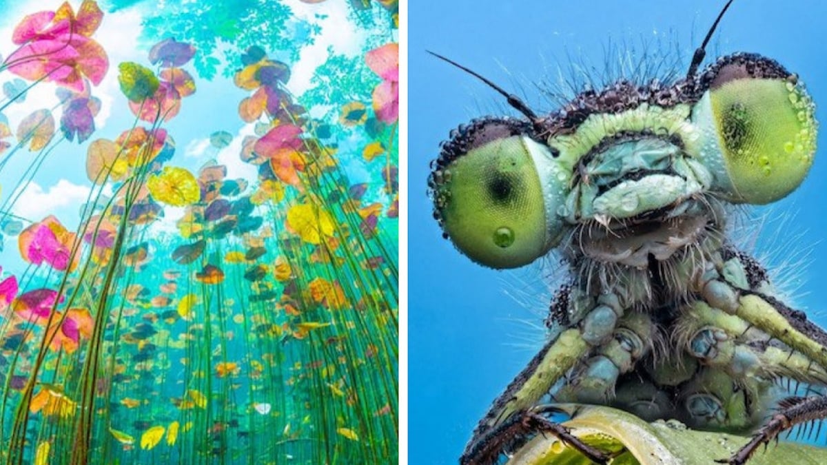 Close-Up Photographer of The Year : ces 20 photos en gros plan sont à couper le souffle 