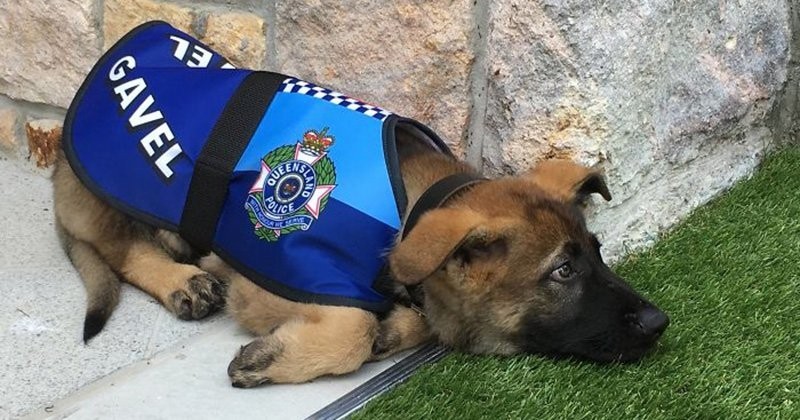 Trop gentil pour la police, ce chien se fait virer et embrasse une nouvelle carrière qui lui correspond parfaitement
