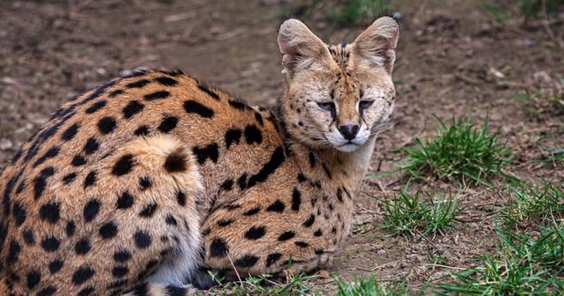 Montpellier : un serval capturé dans le jardin d'un habitant