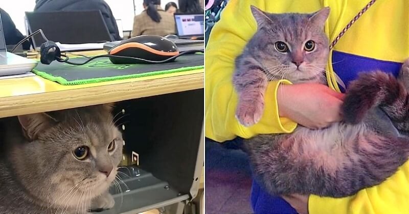 Cette étudiante n'a pas pu résister à l'envie d'embarquer son chat en cours pour ne pas le laisser seul chez elle	