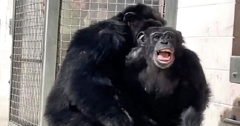 La vidéo touchante de cette chimpanzée découvrant le monde extérieur va vous émouvoir