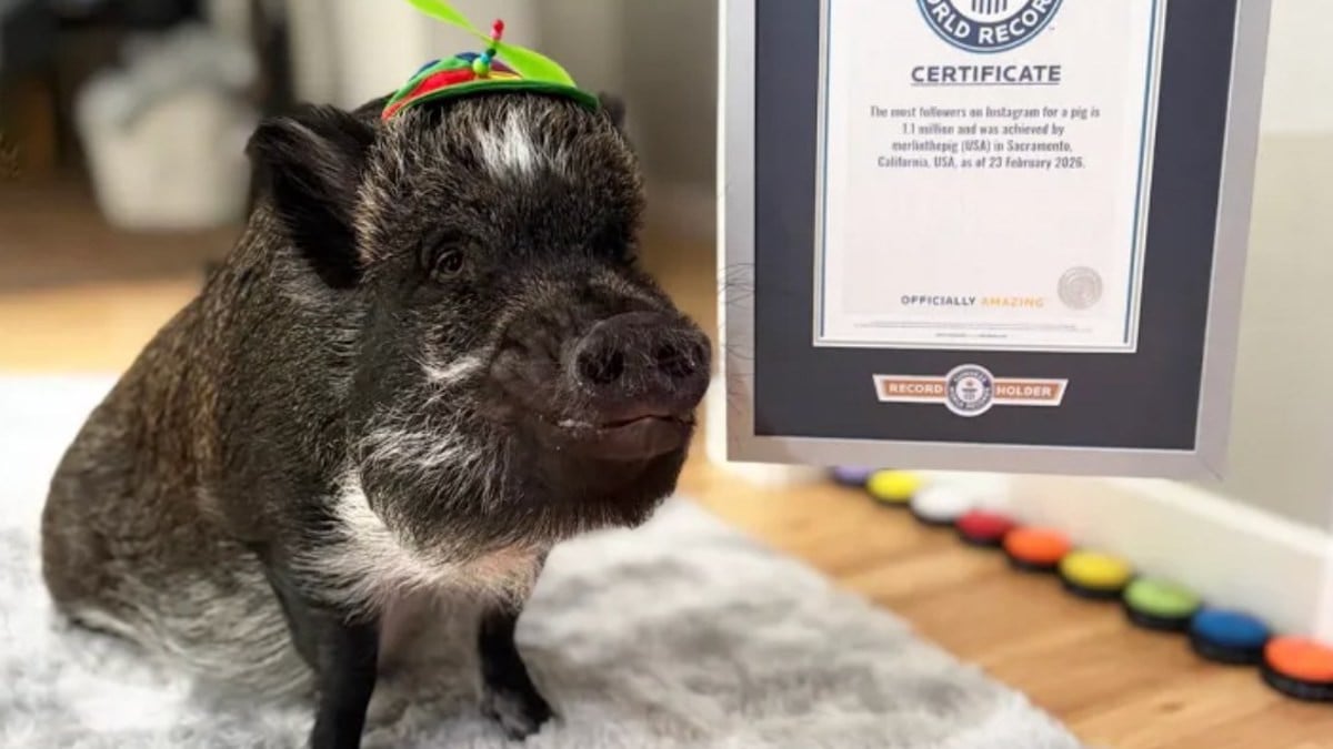 Merlin, le cochon parlant 