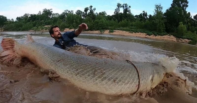 Il pêche un brochet crocodile de 135 kg, un monstre aquatique d'un autre temps