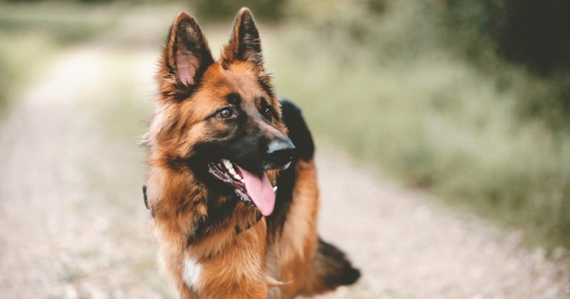 Buddy, le premier chien testé positif aux États-Unis, est décédé	