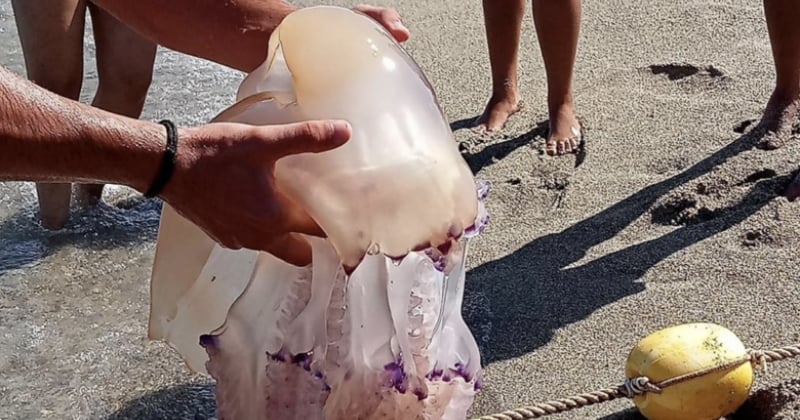 Argelès-sur-Mer : une énorme méduse a été repérée dans la mer Méditerranée avant d'être sortie de l'eau