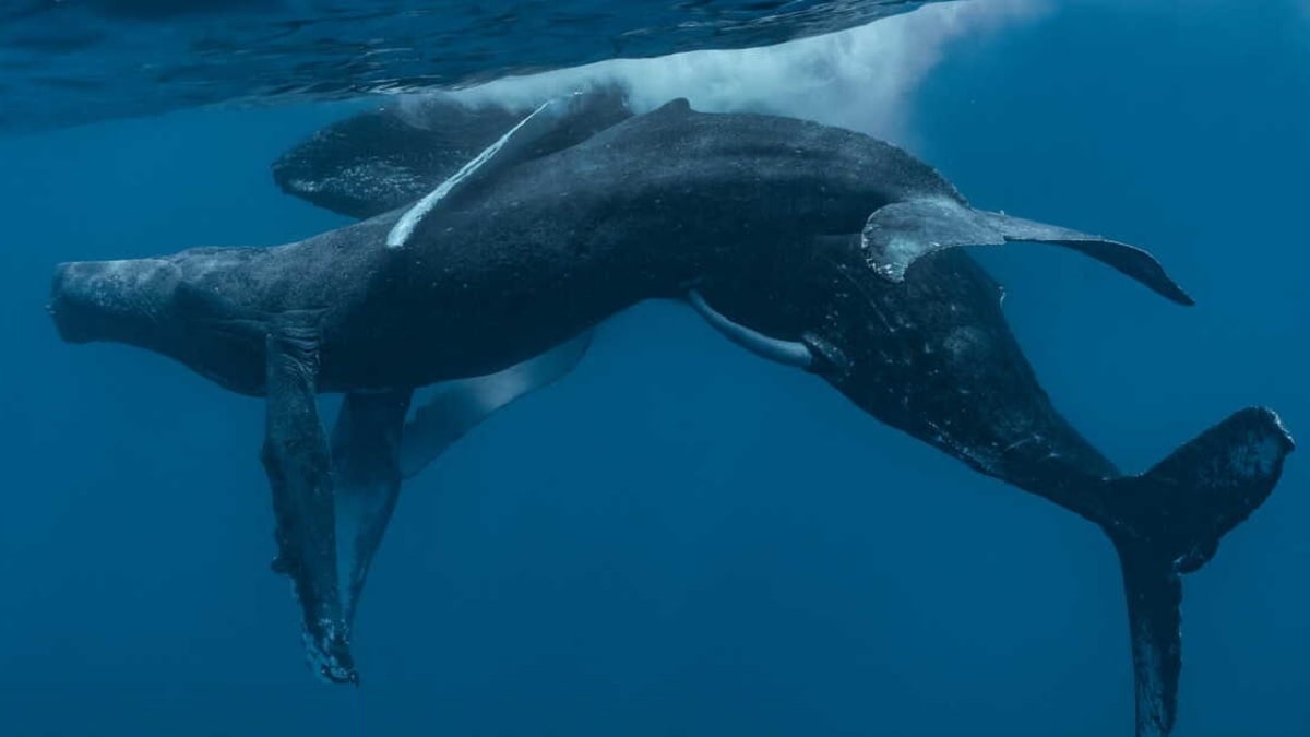 L'accouplement entre deux baleines à bosse mâles observé pour la première fois, des images historiques