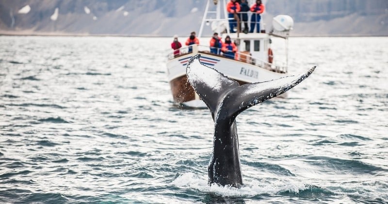 Le Japon espère ouvrir à nouveau la chasse commerciale à la baleine