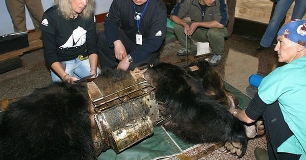 Torturé pendant des années, cet ours revit ! Son histoire, particulièrement choquante, va vous faire bondir