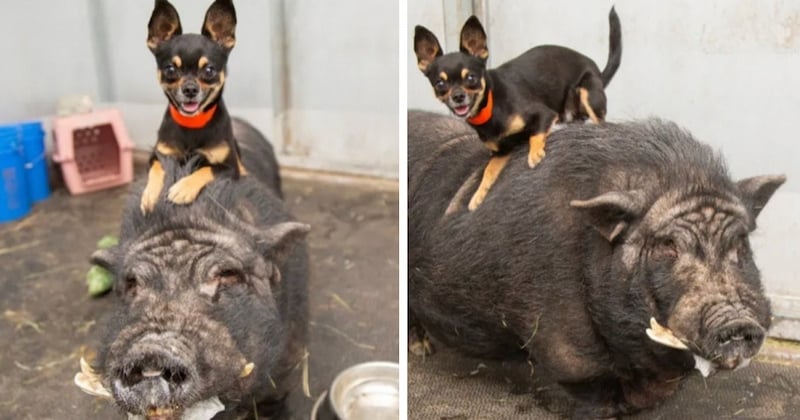 Voici Timon et Pumbaa, un chihuahua et un cochon dont l'amitié risque de vous émouvoir 