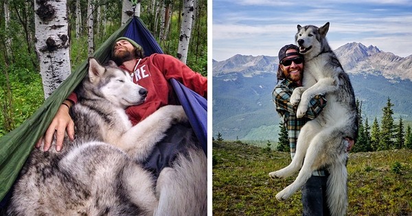 Faites la connaissance de Loki, un husky qui partage une vie de rêve avec ses propriétaires !