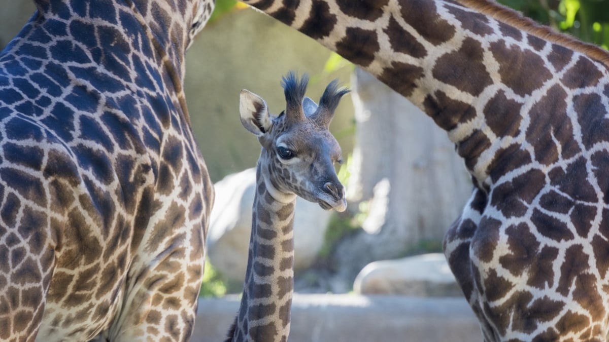 Un troisième bébé girafe vient de naître au Bioparc de Doué-la-Fontaine 