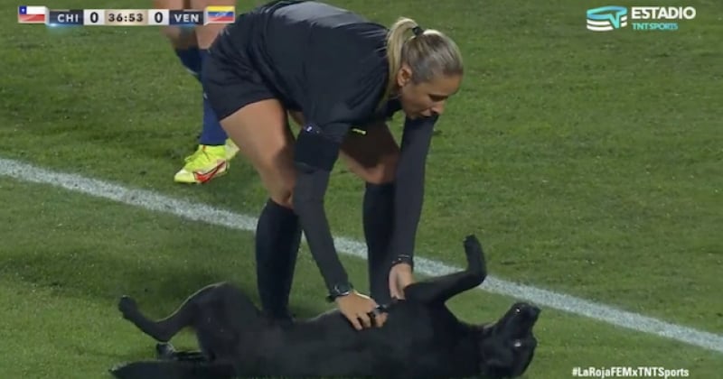 Un chien s'incruste sur un terrain de foot au Chili et exige des câlins aux joueuses 