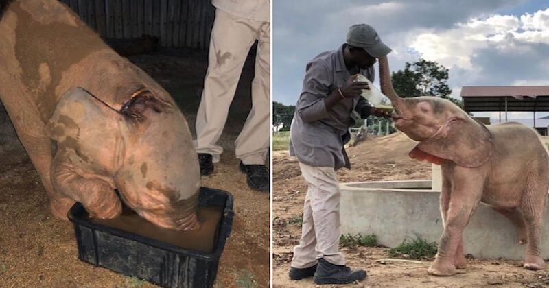 Blessé gravement par un piège à collet, un éléphanteau albinos a été sauvé et pris en charge par un refuge pour éléphants	