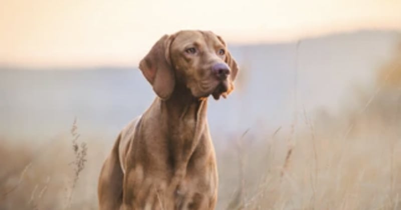 Un chien Saint-Hubert sauve la vie d'une octogénaire atteinte d'Alzheimer perdue dans le froid