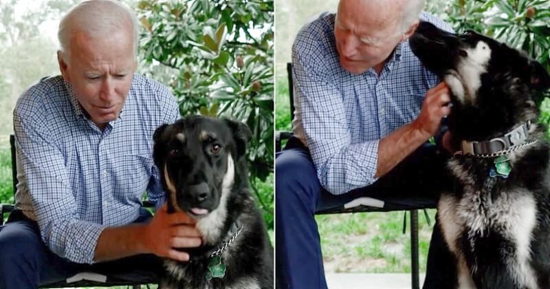 Grâce à son élection, Joe Biden va faire de Major le premier chien adopté de l'Histoire à faire son entrée à la Maison Blanche